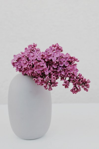 白色陶瓷花瓶中的粉红色花朵